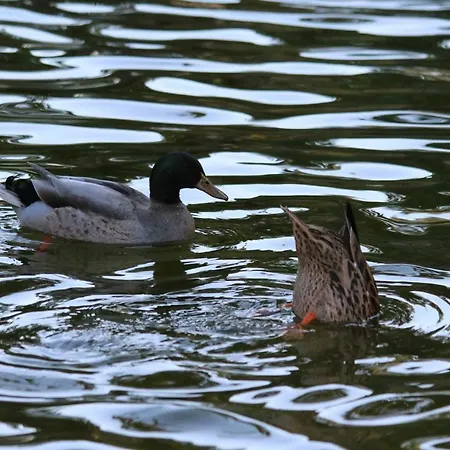 De Charme Апартаменты Кашкайш